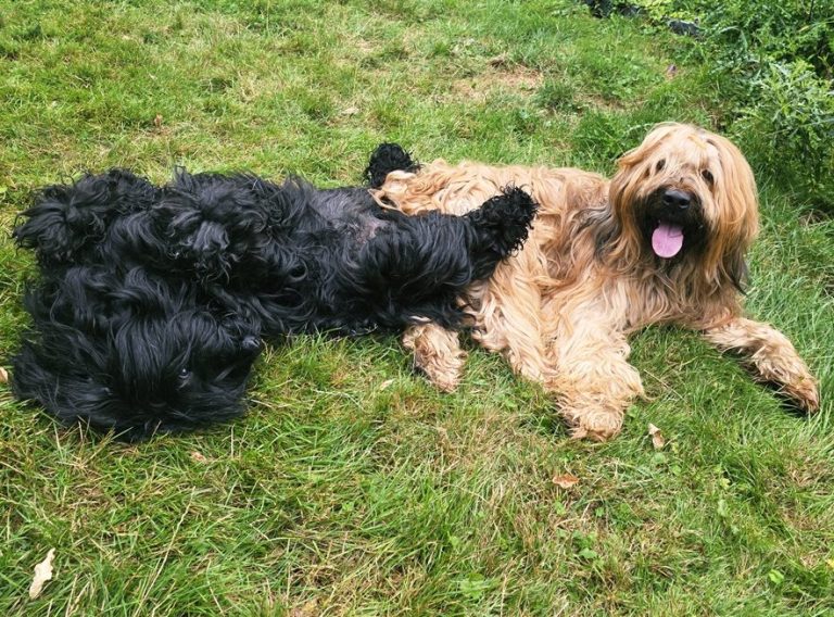 Briard Wurfplanung