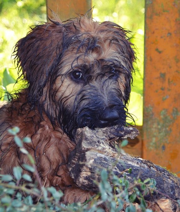 Wir planen im Herbst 2026 unseren nächsten Briard Wurf in fauve und noir Briard Wurfplanung